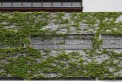 Photo Textures of Ivy